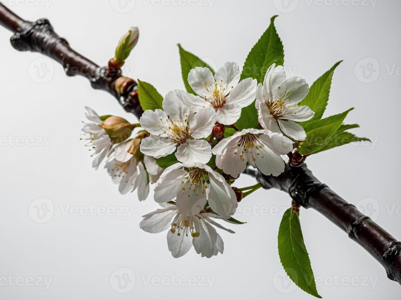 A detailed close up of delicate white cherry blossoms on a branch with fresh green leaves against a neutral background photo