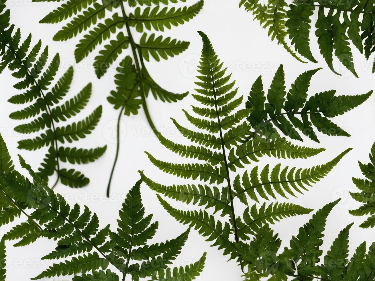 Intricate Green Fern Leaves Elegantly Cascading Against a Pristine White Background photo