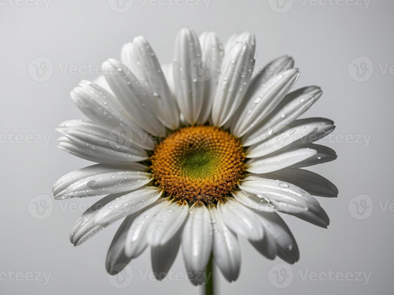 Close up of a pristine white daisy adorned with dewdrops against a subtle background photo