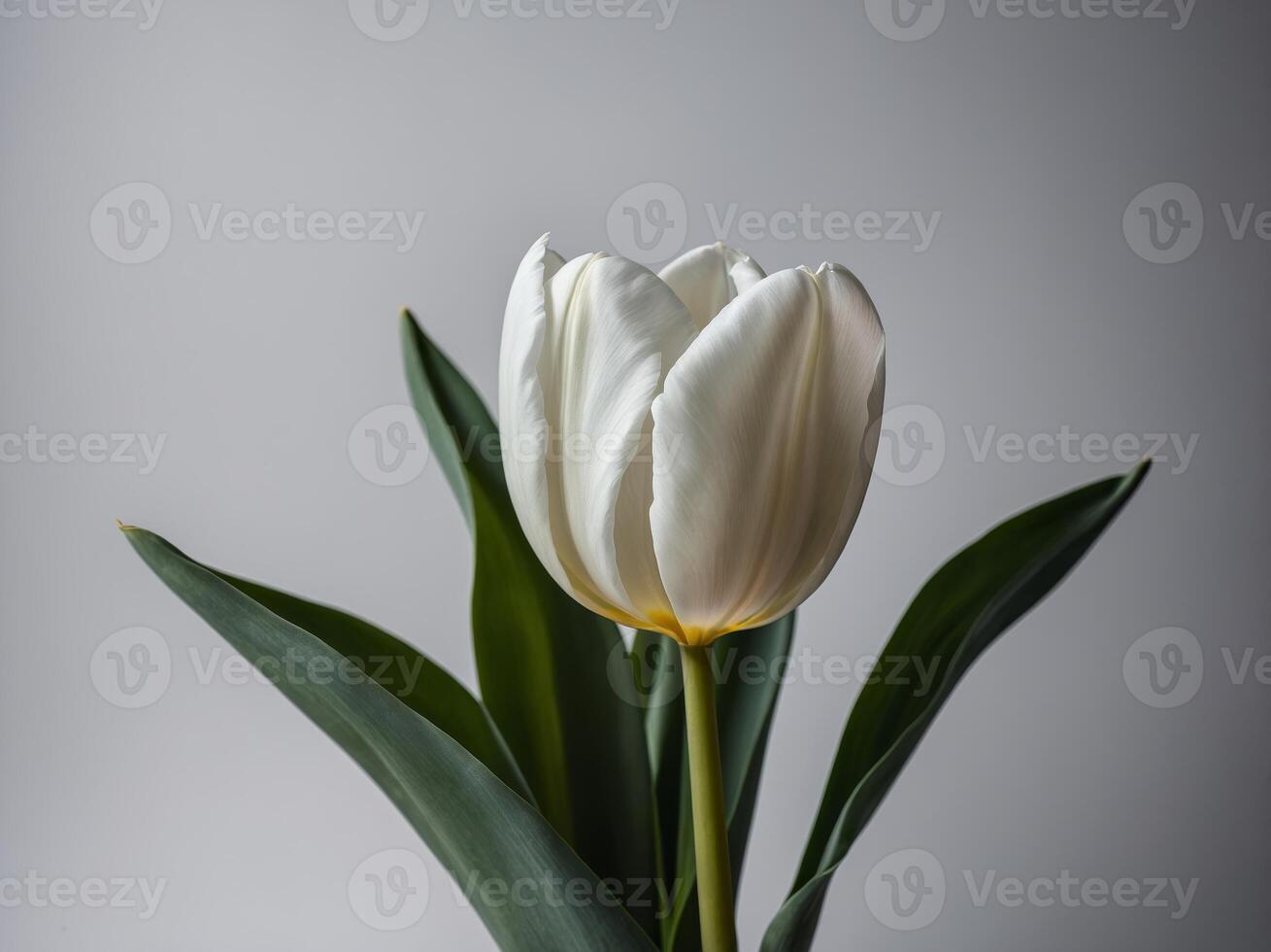 Portrait of a solitary white tulip in full bloom against a soft gray background photo