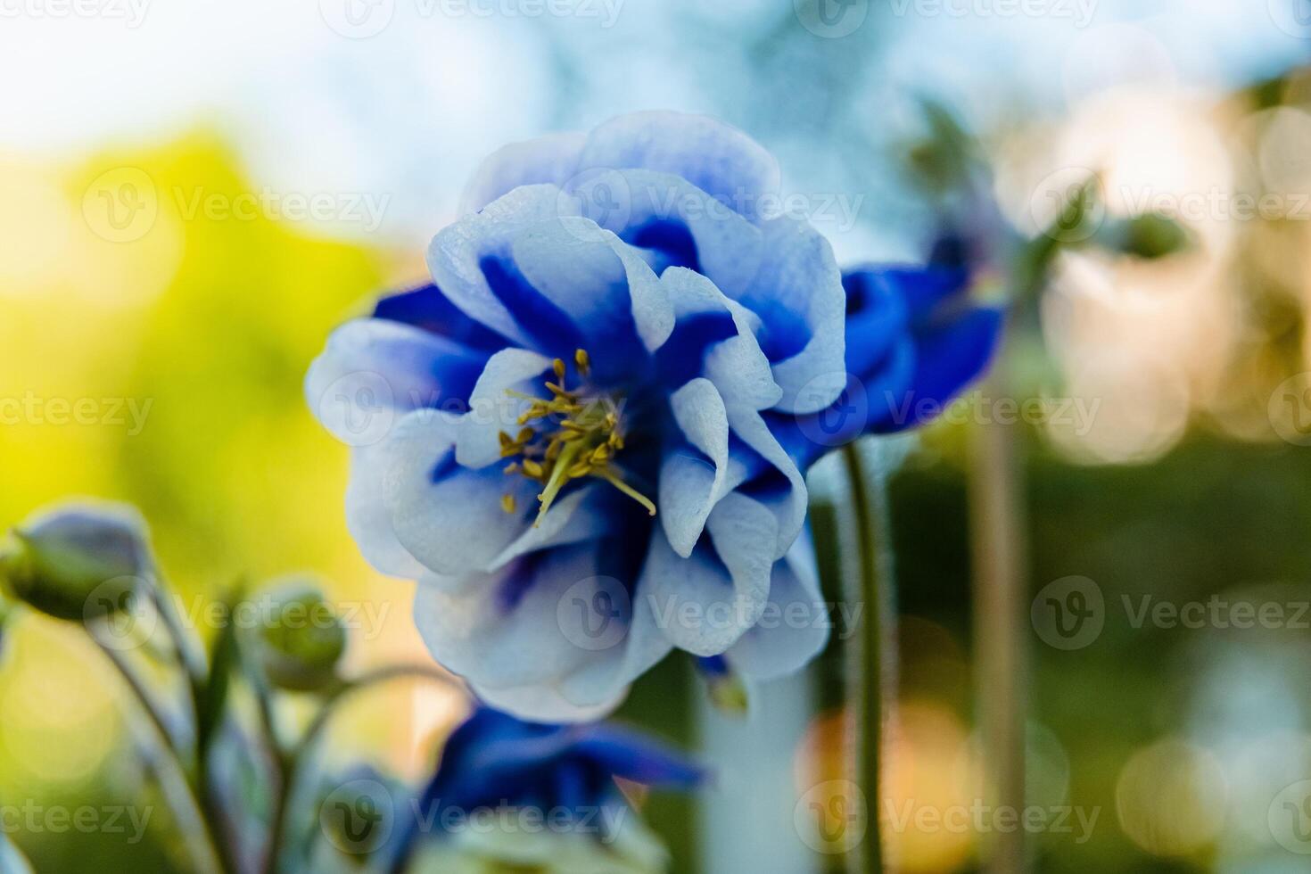 Aquilegia blue-white double Winky series 'Columbine'. Aquilegia vulgaris blue garden flowers. Booming flowers in the garden photo