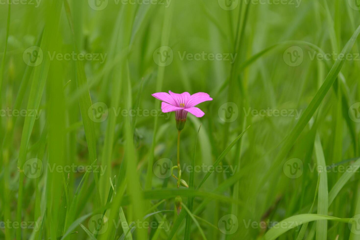Small purple flower in the middle of the field. photo