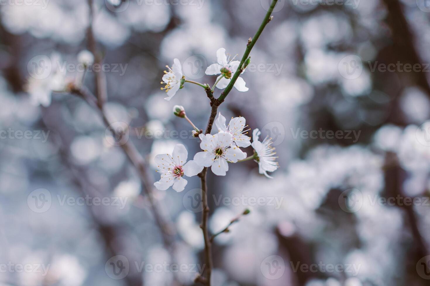 Beautiful branch with white blossom in a spring garden. photo