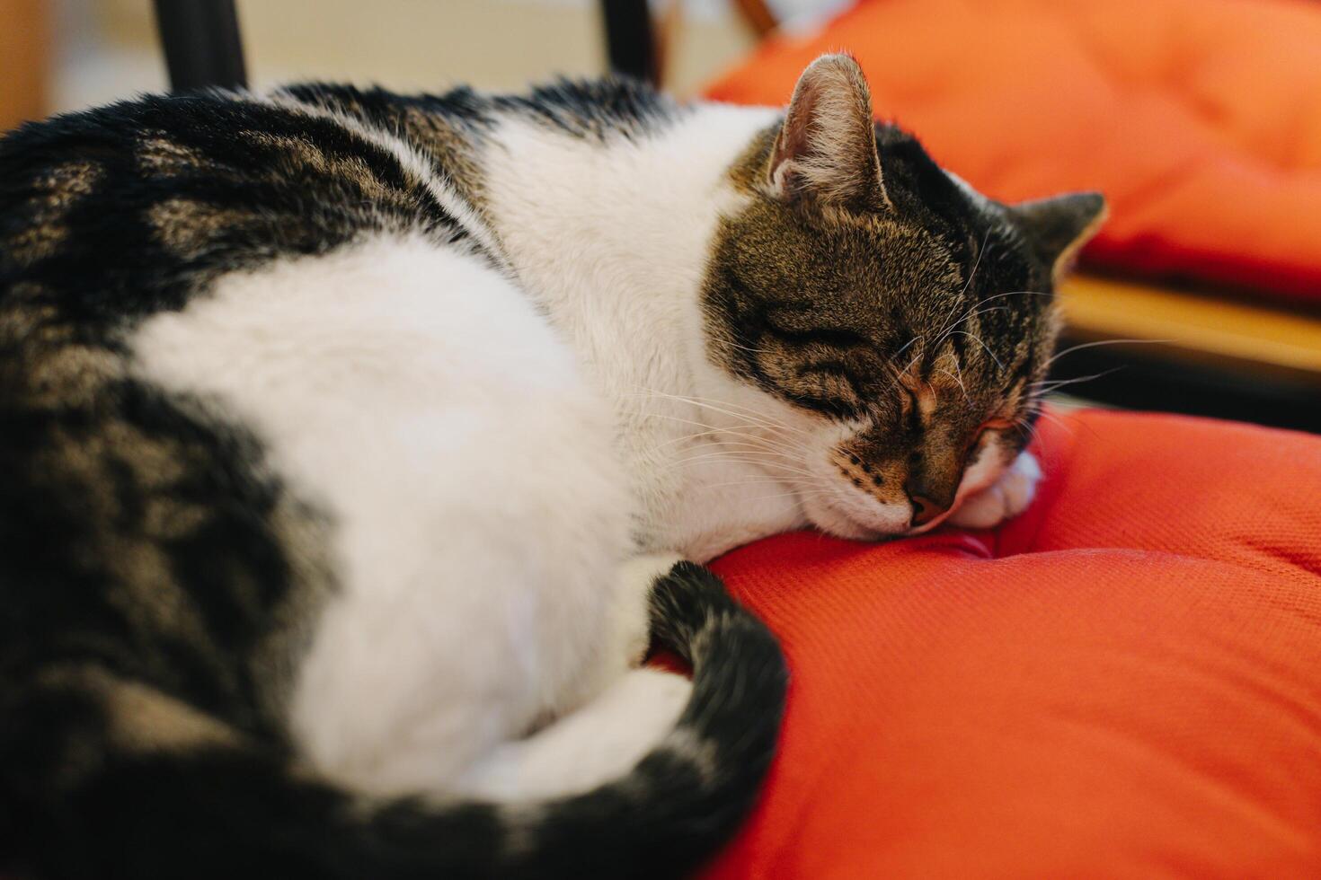 Cute white and grey cat sleeping on a pillow in a street cafe, Budva old town, Montenegro. photo