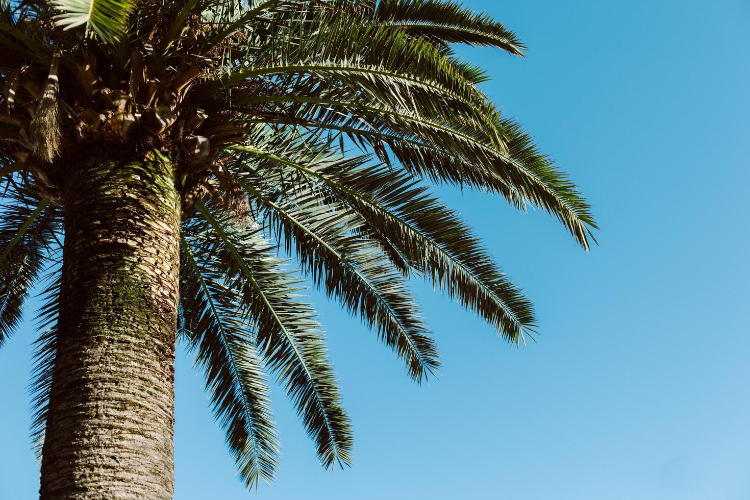 Palm tree in a blue sky on a sunny day. Minimal concept. photo