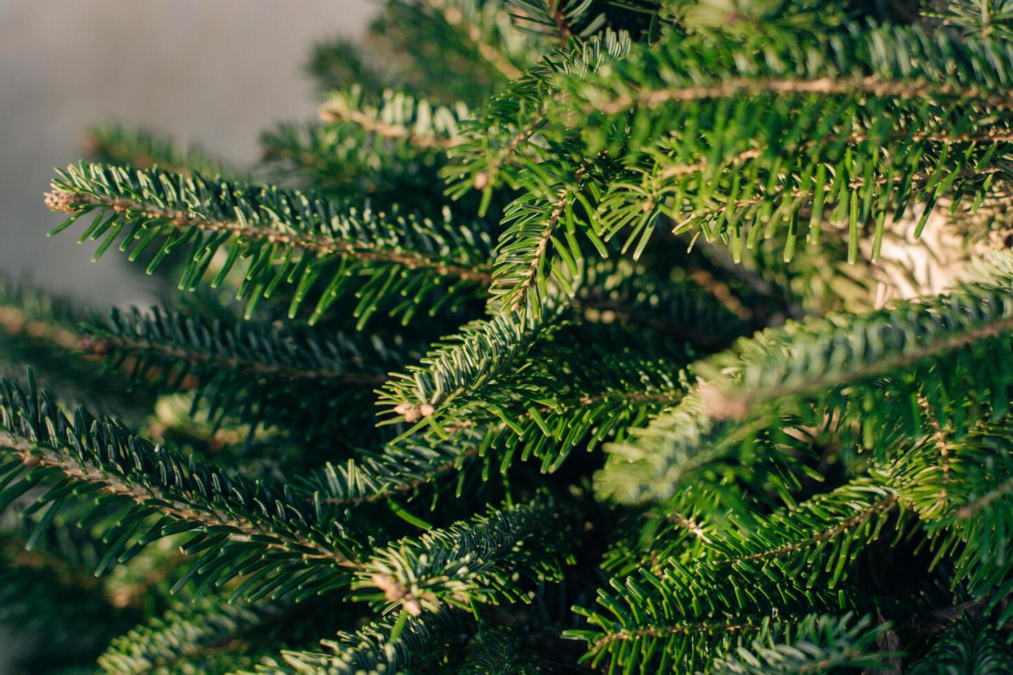 Fresh spruce branches in a sunlight on a grey background. photo