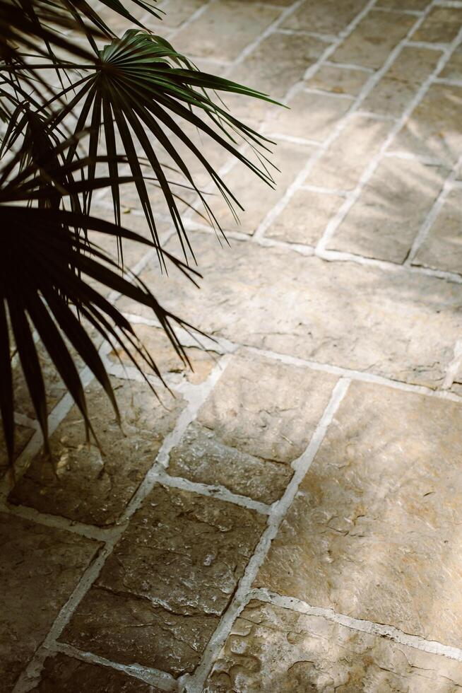 Stone Texture or Background in monochrome with palm leaves. photo