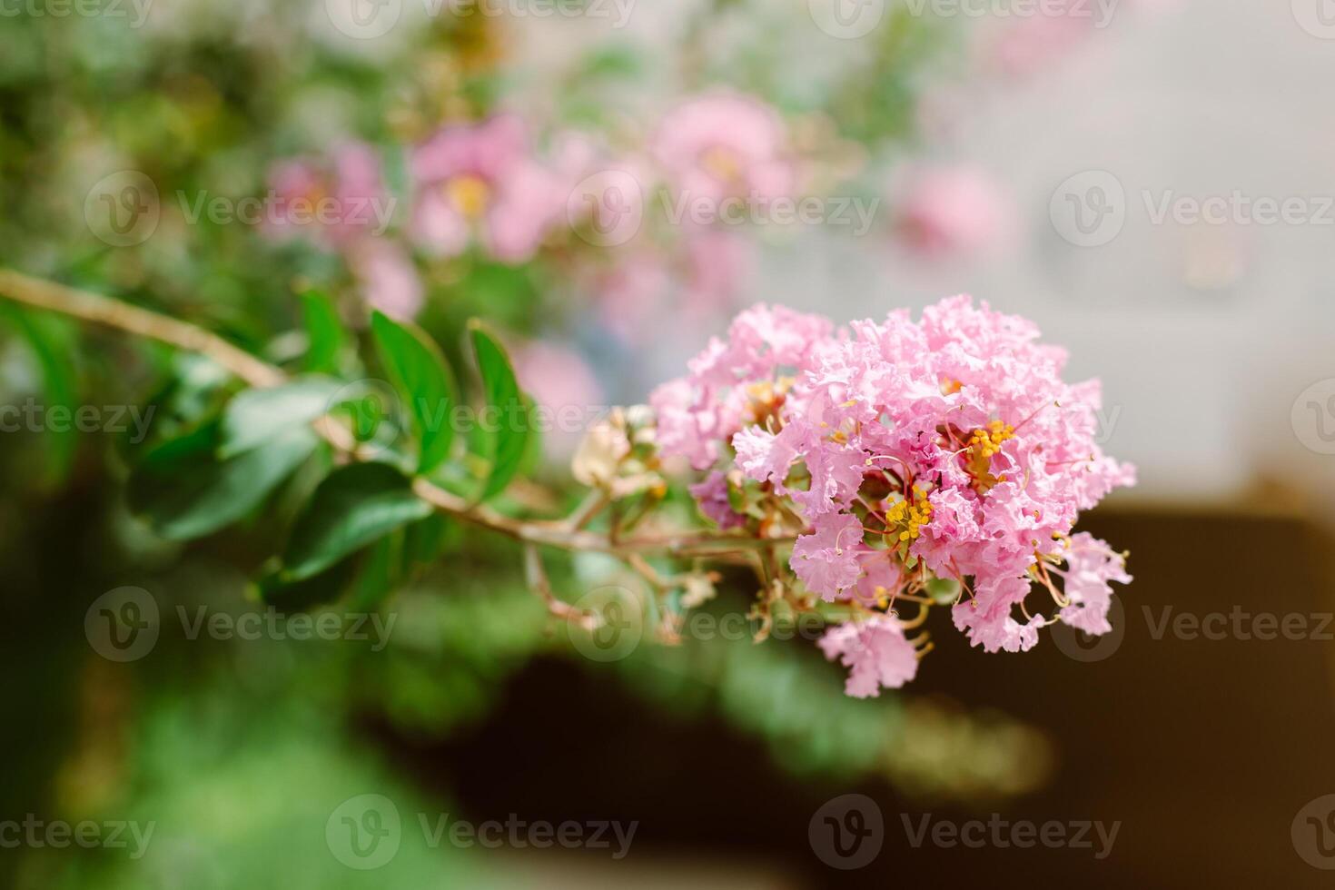 Beautiful pink flowers of Lagerstroemia speciosa Queen's Flower on a summer street. photo