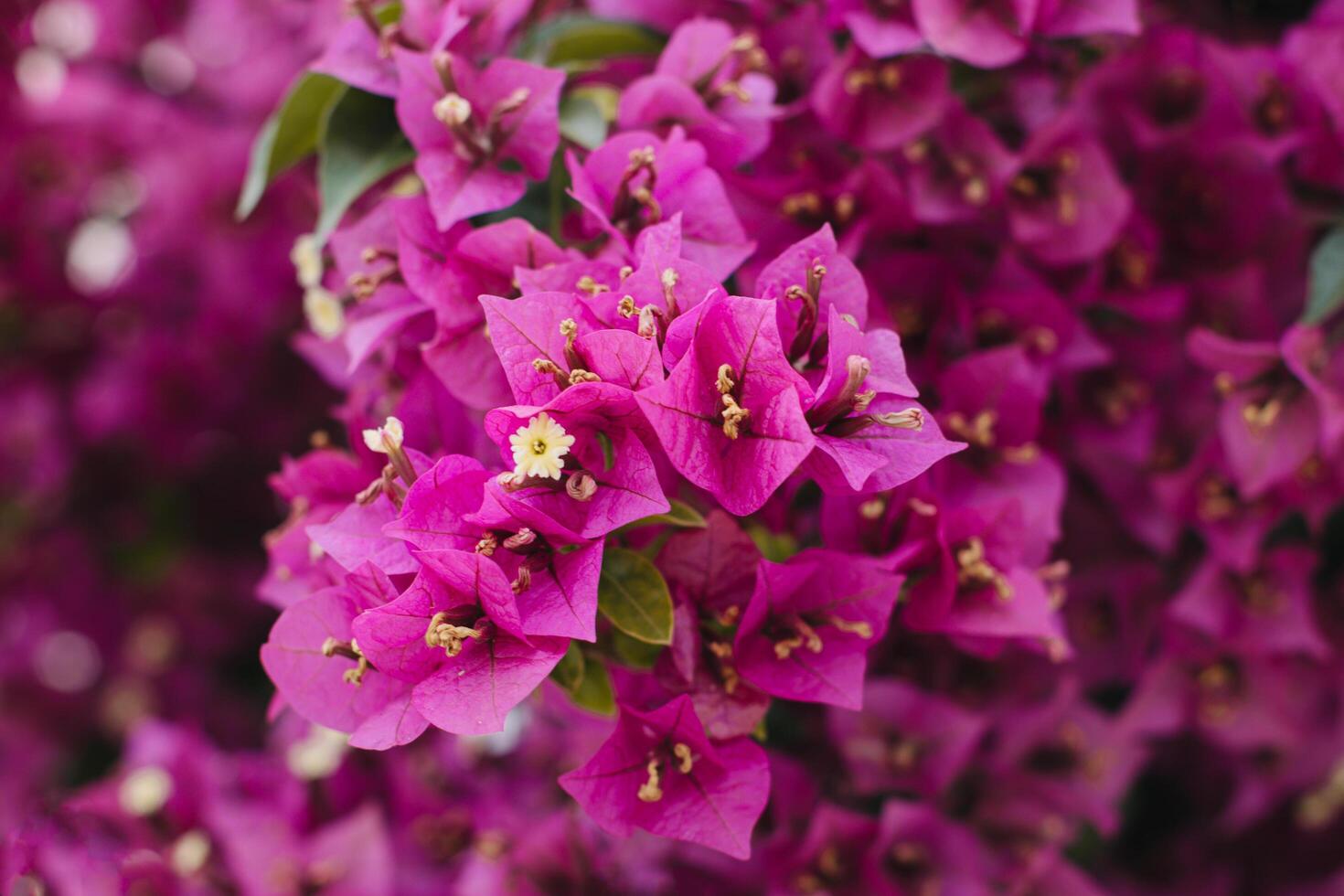 Beautiful violet bougainvillea flowers on a summer street. photo
