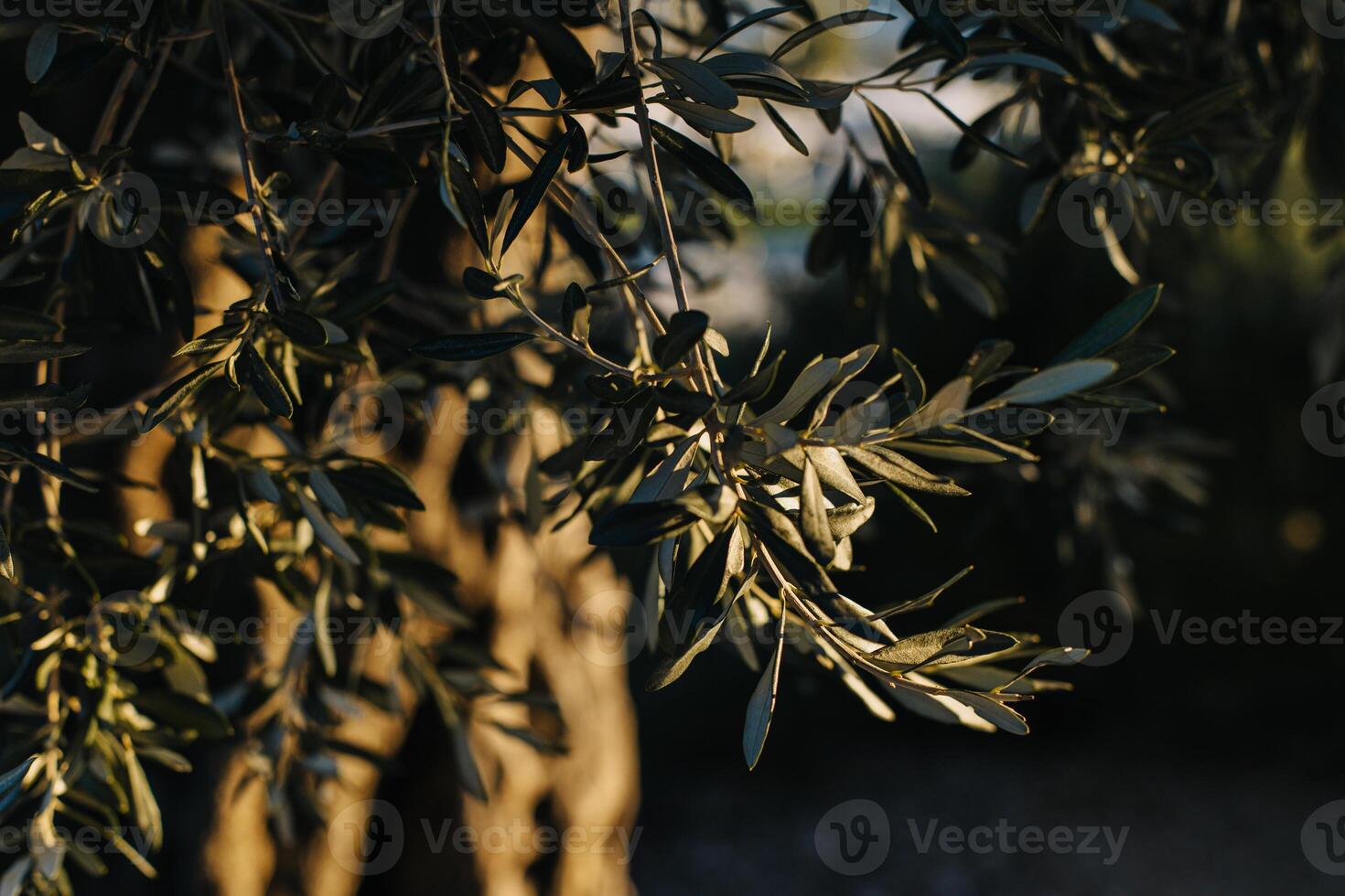 Fresh branches of olive tree in a garden on a sunny day. photo