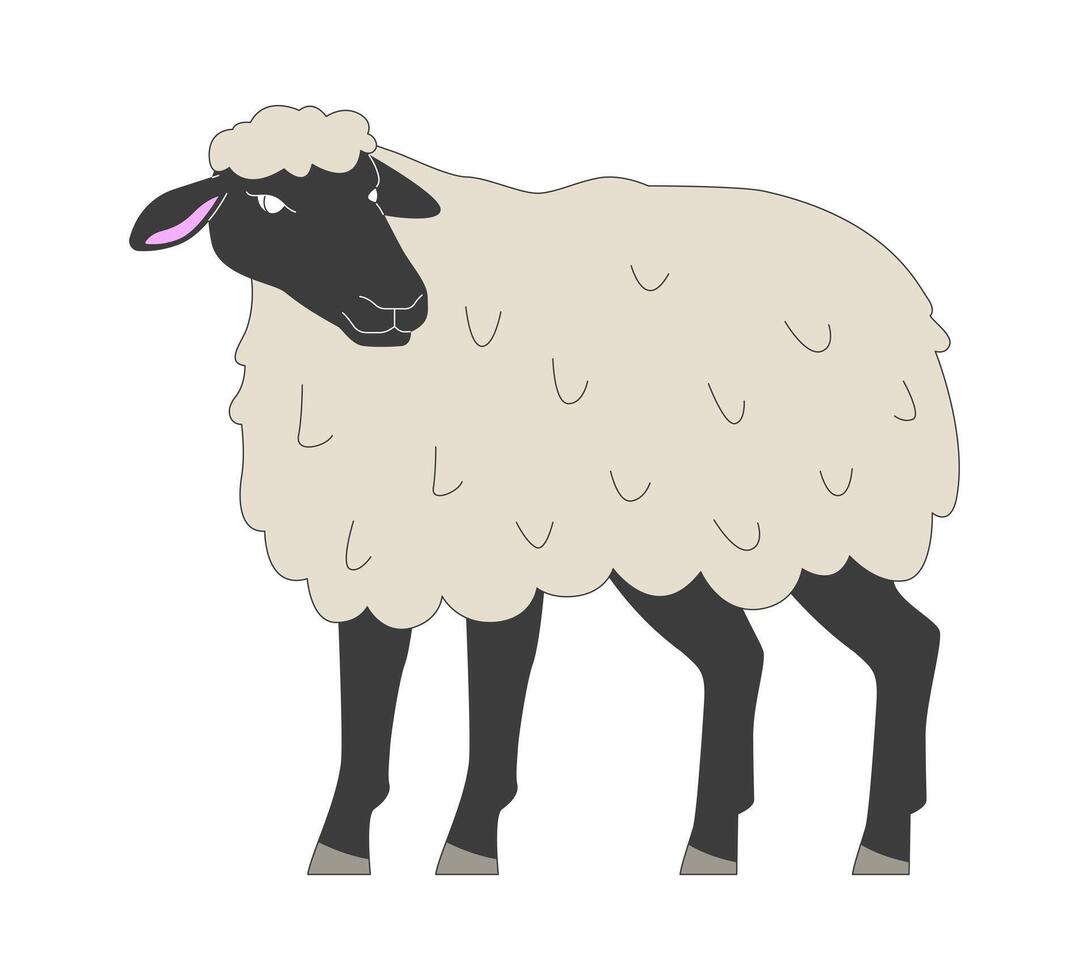 Black faced sheep standing 2D cartoon character. Expensive breed of farm animals cultivation. Livestock husbandry isolated animal flat on white background. Spot illustration colorful vector