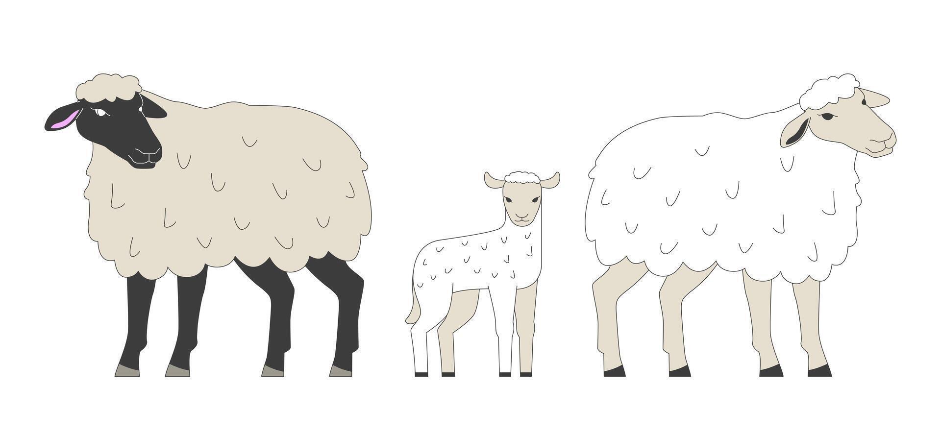 Sheep family with cute little lamb 2D cartoon characters. Farm animals breeding industry. Small livestock flock isolated animals flat on white background. Spot illustration colorful vector
