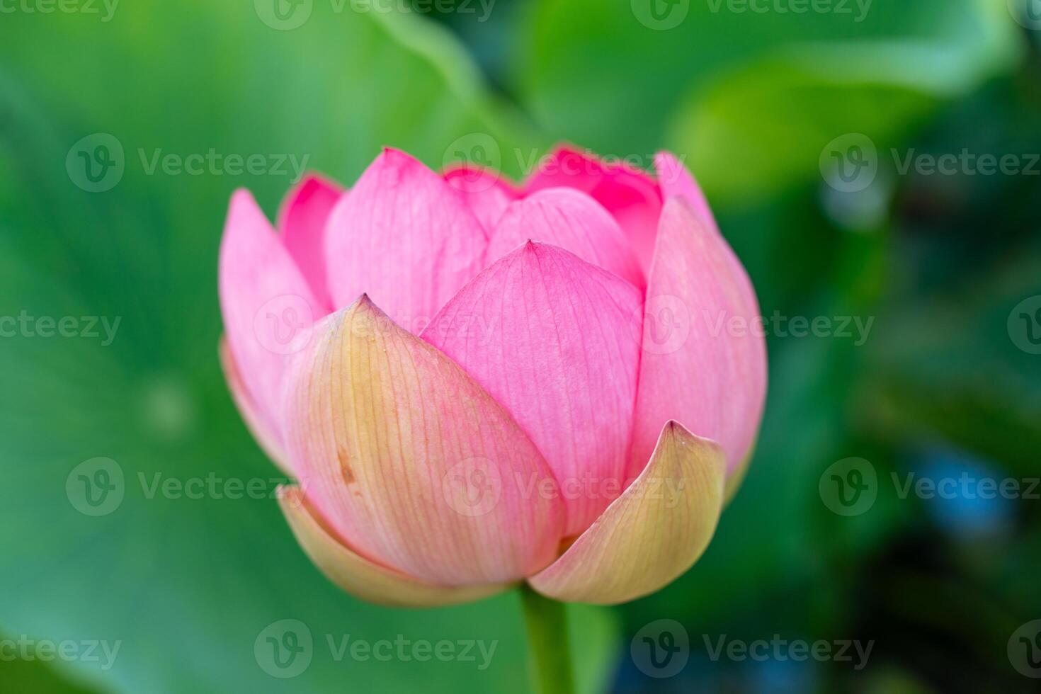 A pink lotus flower sways in the wind, Nelumbo nucifera. Against the background of their green leaves. Lotus field on the lake in natural environment. photo