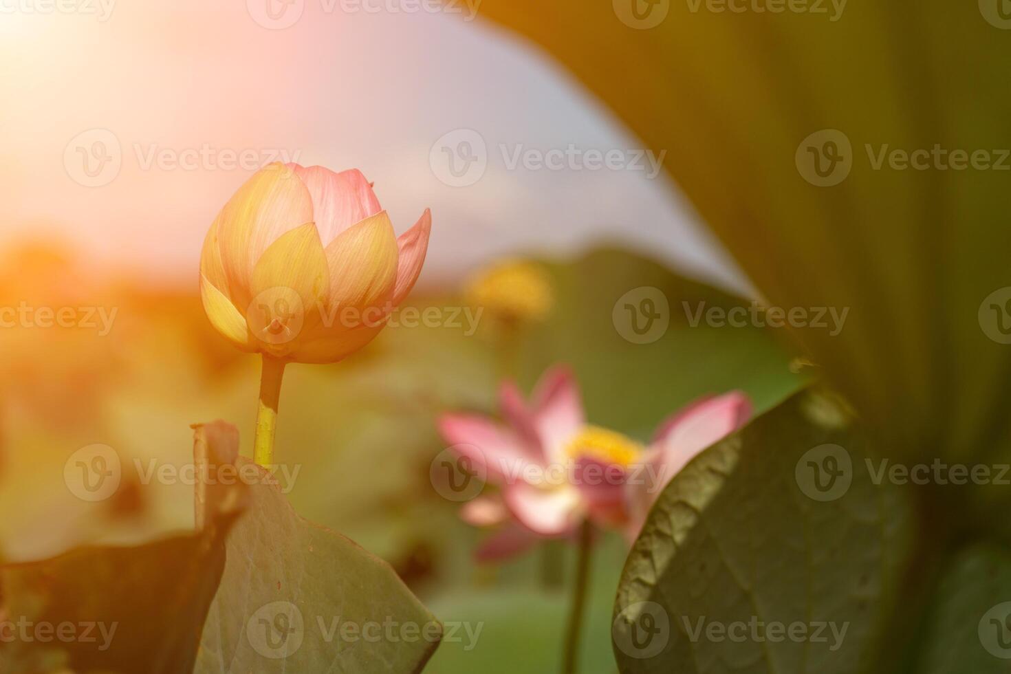 A pink lotus flower sways in the wind. Against the background of their green leaves. Lotus field on the lake in natural environment. photo