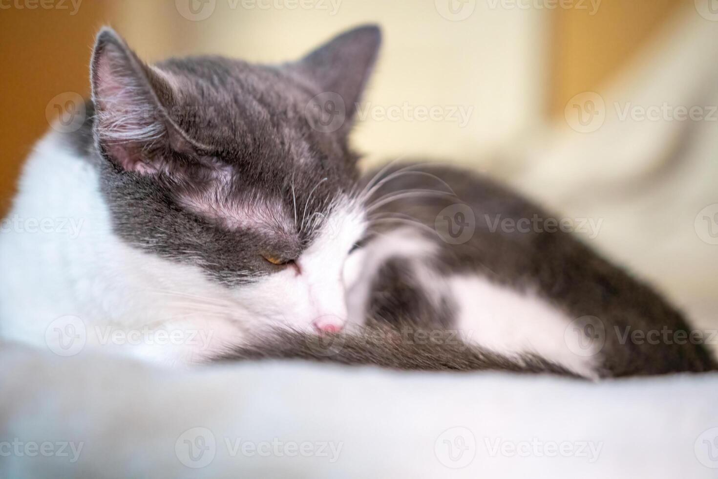 Cat Sleeping Bed Cozy - A close-up shot of a gray and white cat sleeping on a white bed, curled up in a cozy position. photo