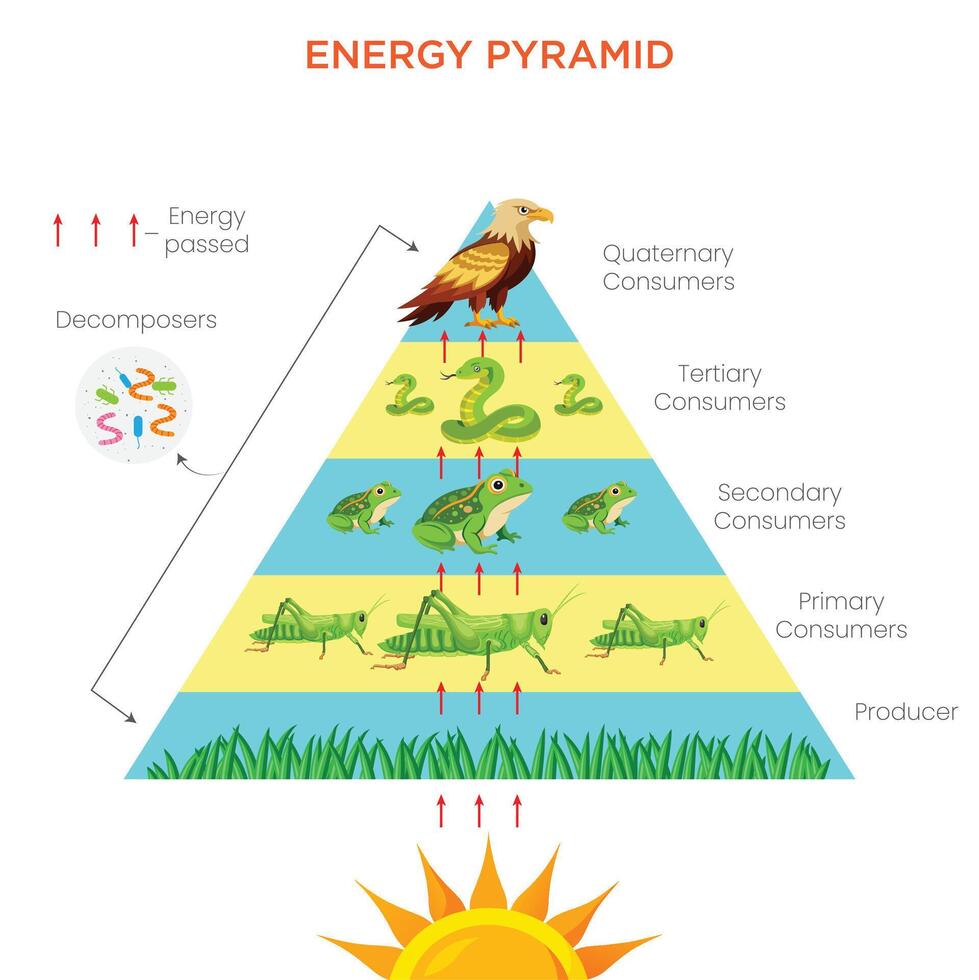 Understanding the Energy Pyramid Flow of Energy in an Ecosystem vector
