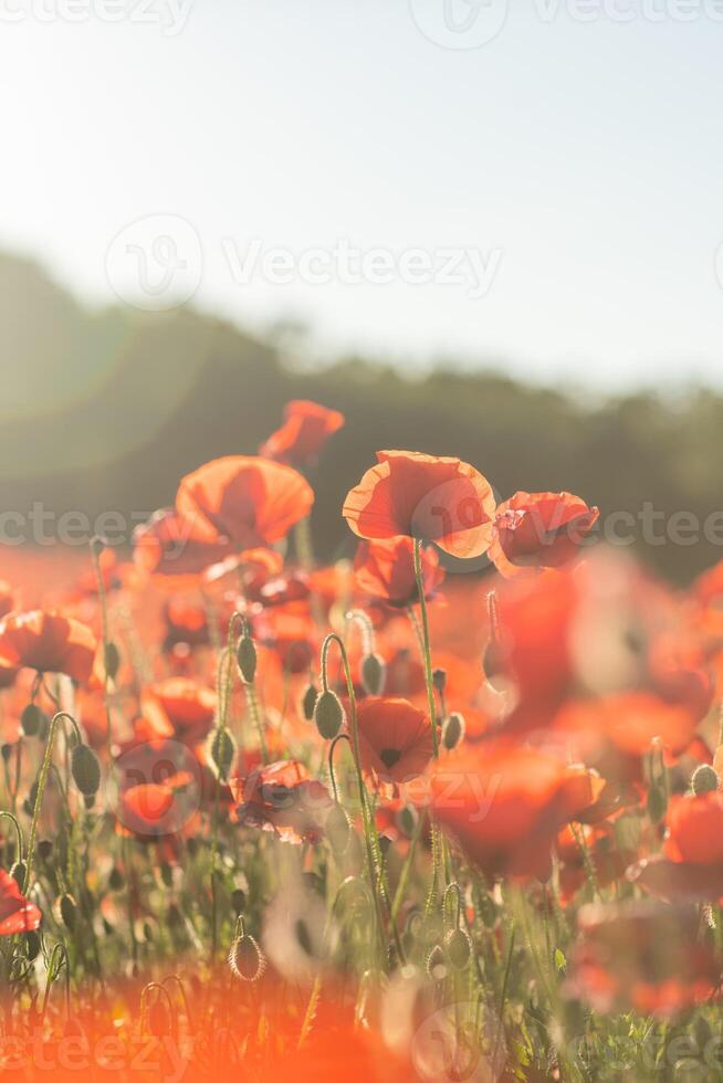 Poppies Field Sunlit Flowers - Close-up of red poppies in a field under the sunlight. photo