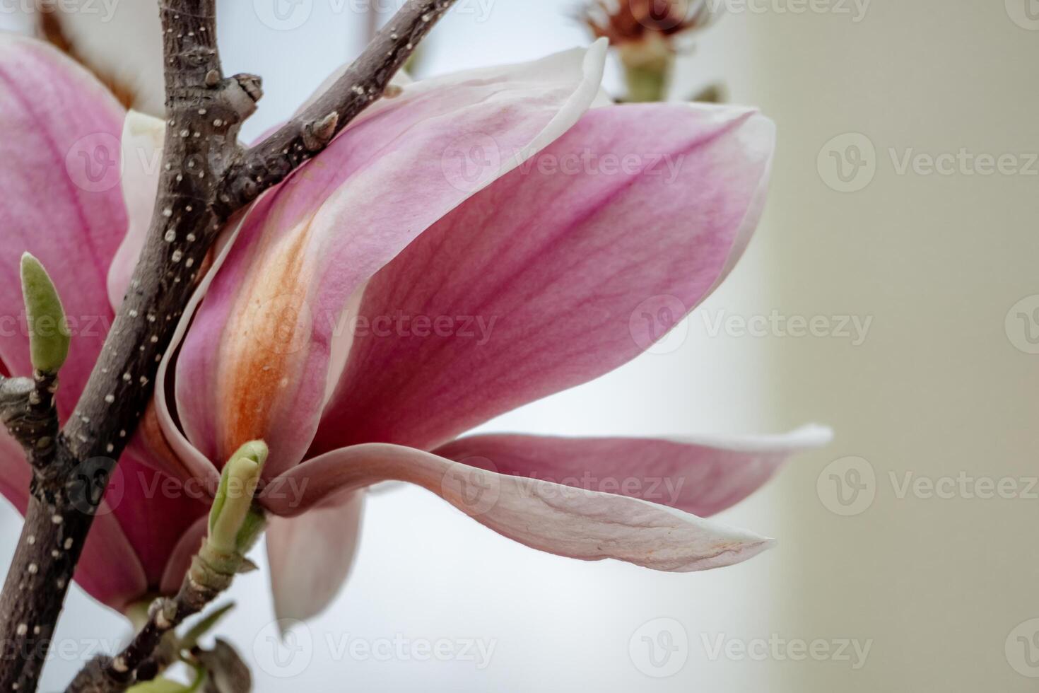Magnolia Sulanjana flowers with petals in the spring season. beautiful pink magnolia flowers in spring, selective focusing. photo