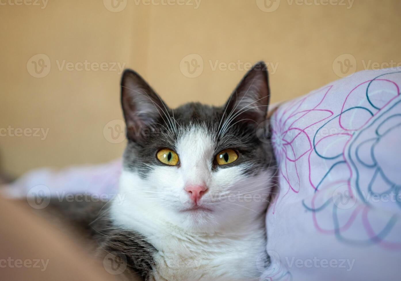 A cat is laying on a bed with a pink and white blanket. The cat is looking at the camera with a curious expression. photo