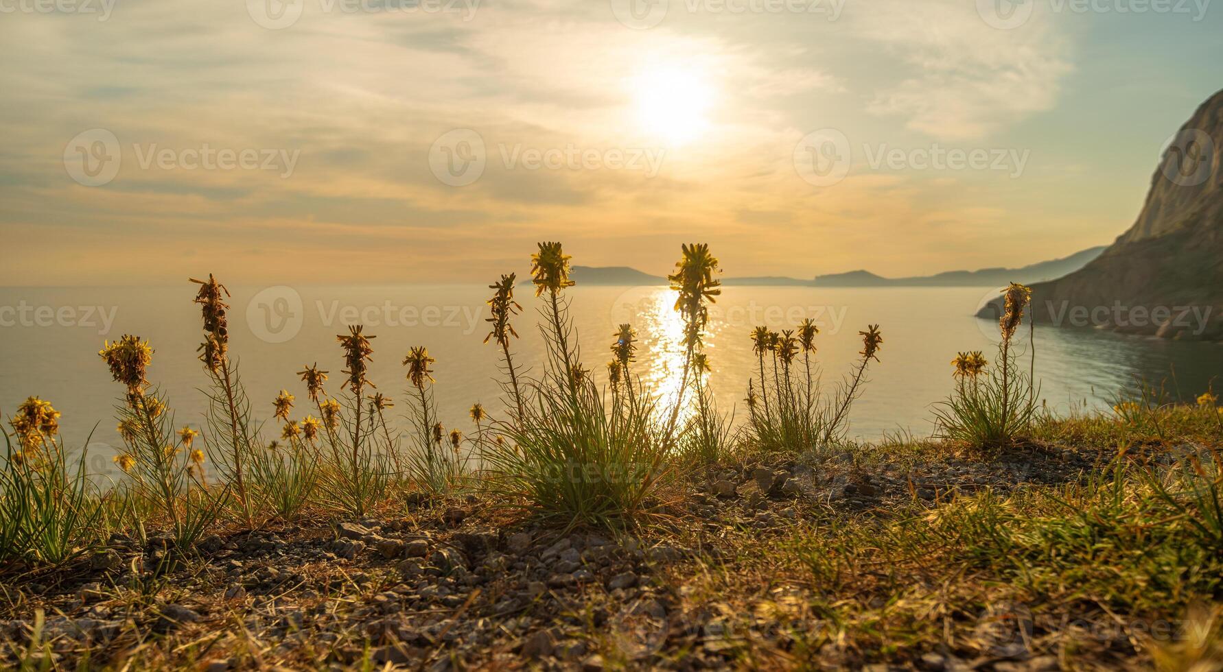 A beautiful sunset over the ocean with a field of yellow flowers in the foreground. photo