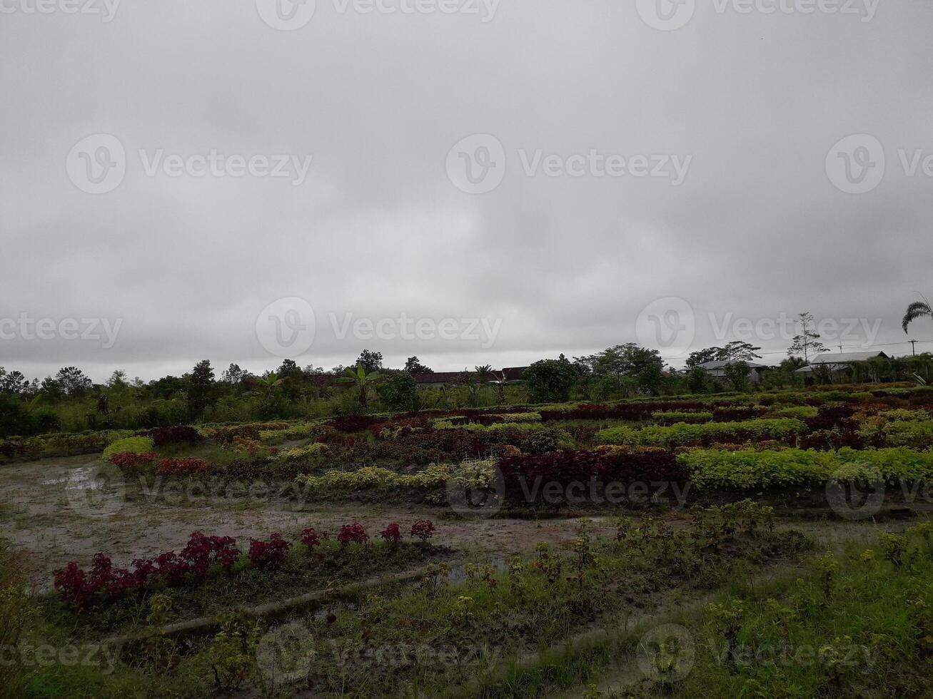 beautiful Natural summer garden in the park. photo
