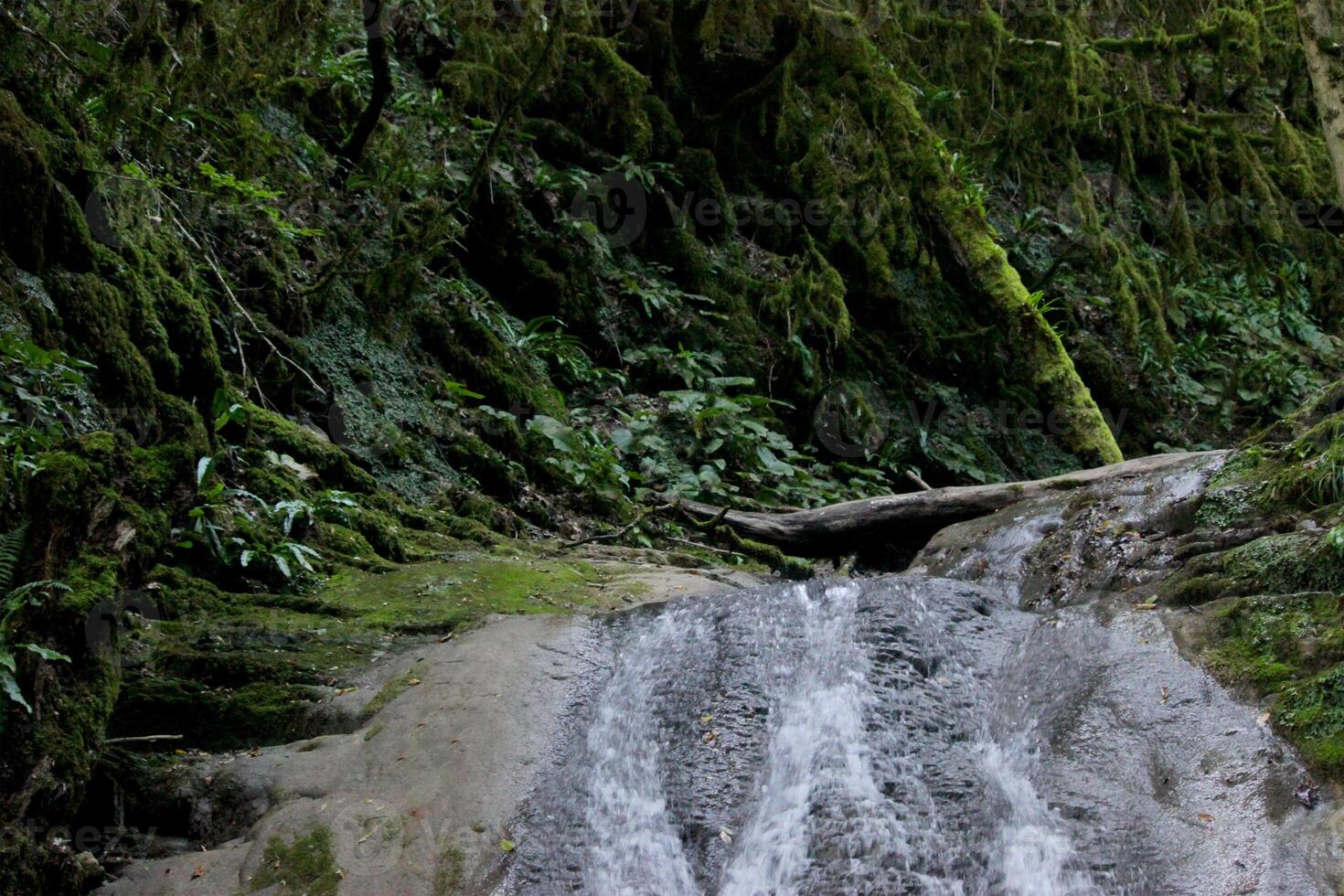 A magical abandoned forest. Photograph of trees and bushes thickets and waterfall. Image of nature photo