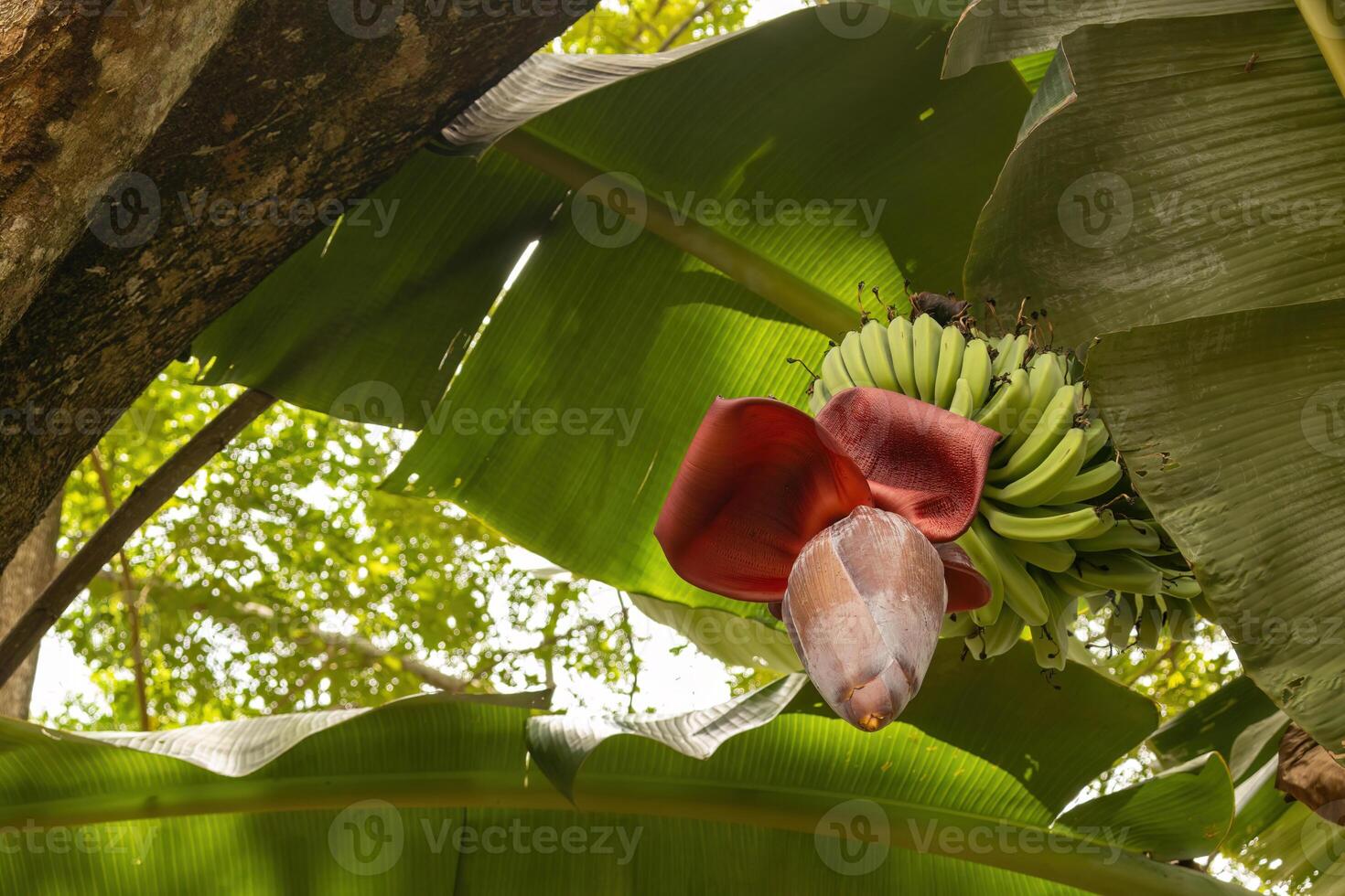The banana tree flourishes with its vibrant purple blossoms, symbolizing the start of a new life as it emerges at the end of the bunch, accompanied by fresh green leaves and delicious, healthy fruits. photo
