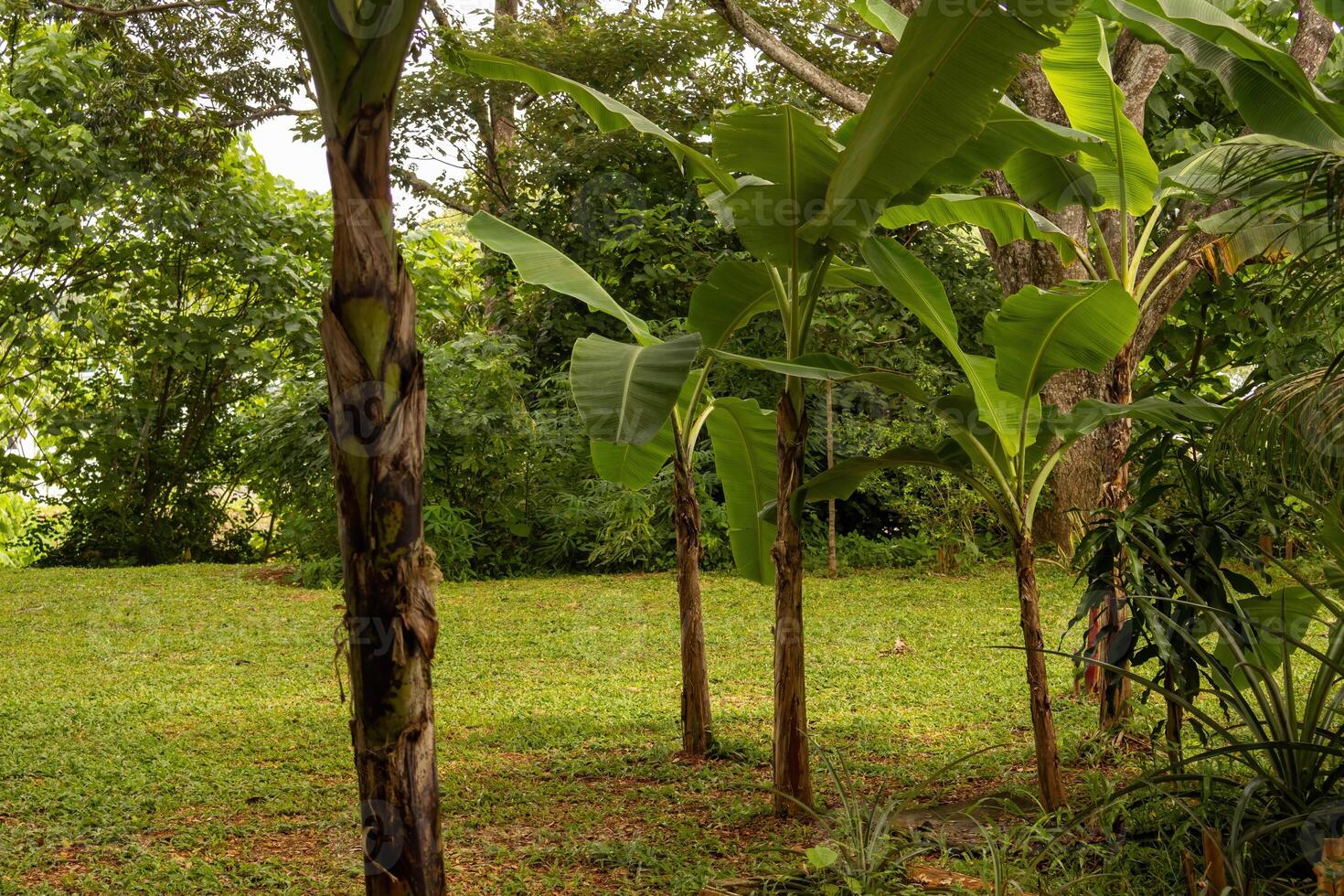 The green tropical banana trees in the neighborhood create a pleasant view, blending nature with suburban life. Their lush leaves and vibrant presence enhance the surrounding areas tranquility. photo