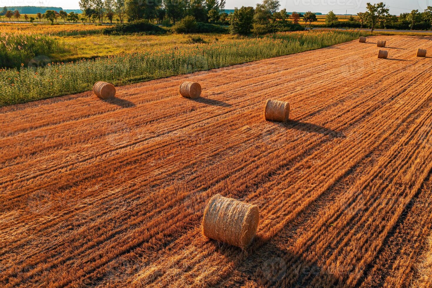 Round cylinder shaped hay bales in cultivated wheat field after crop harvest, high angle view photo