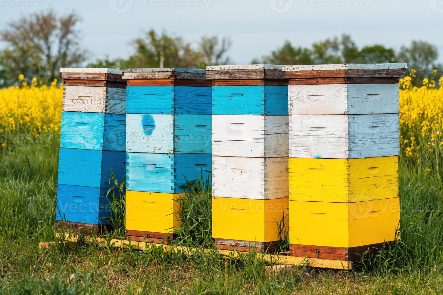 Wooden apiary crates or beehive boxes for beekeeping and honey collecting in blooming canola field photo