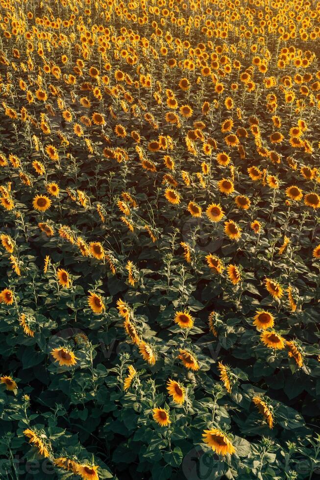 High angle view of blooming sunflower plantation field from drone point of view photo