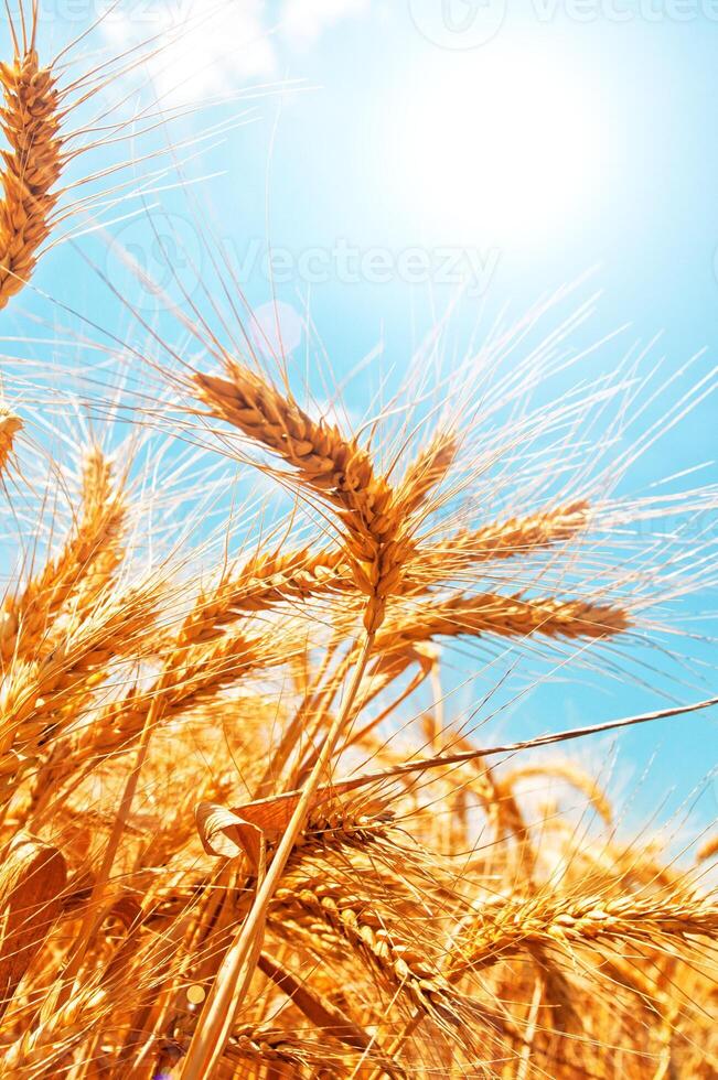 Wheat field in summer photo