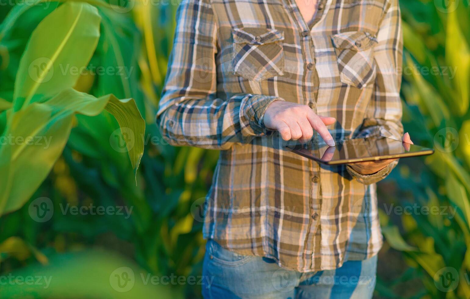 Agronomist with tablet computer in corn field photo