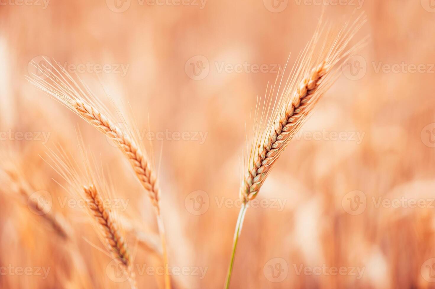Ripe barley ears in field, selective focus photo