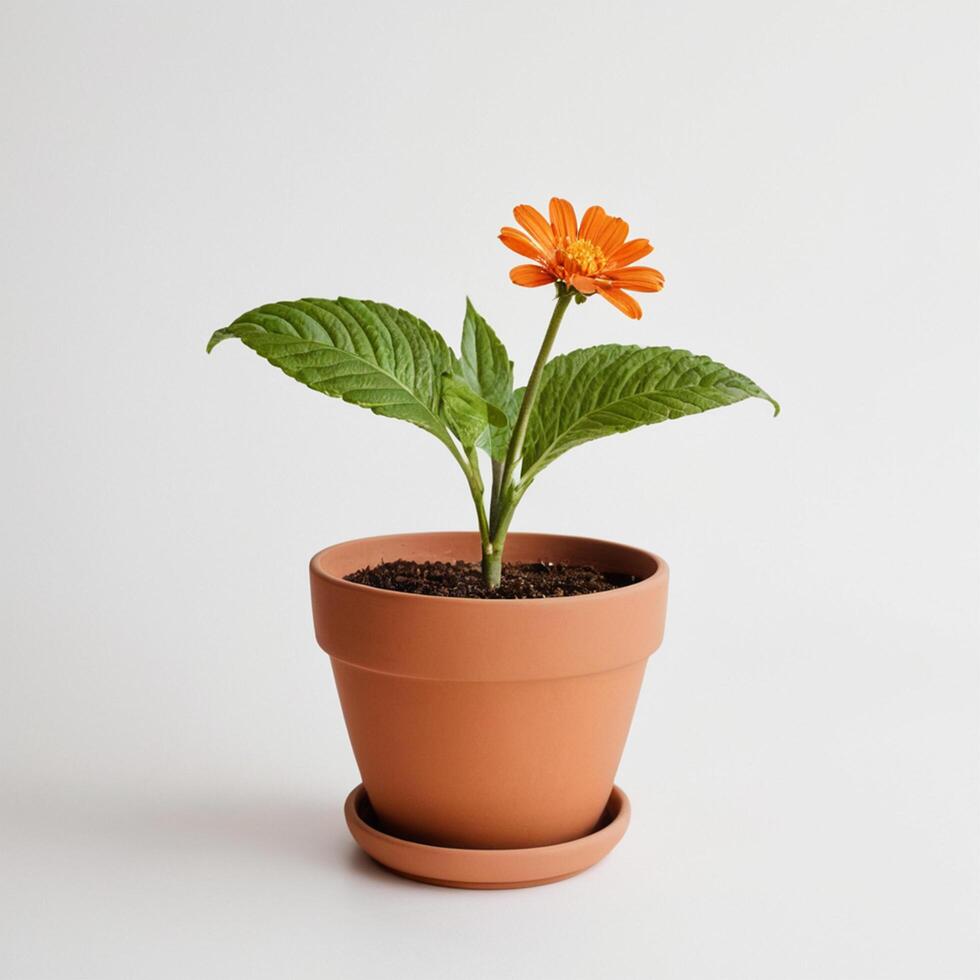 Flower in pot photo