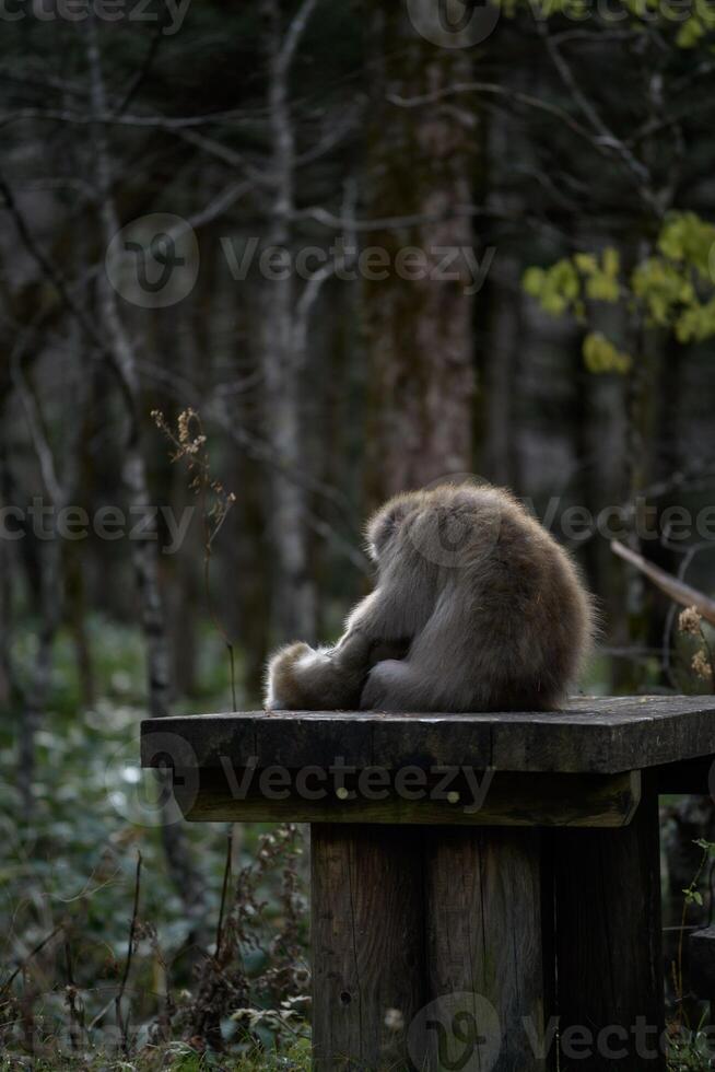 Japanese monkey family in their natural rainforest habitat. Adorable grooming interactions, curious expressions, and funny behavior captured in a charming portrait. photo