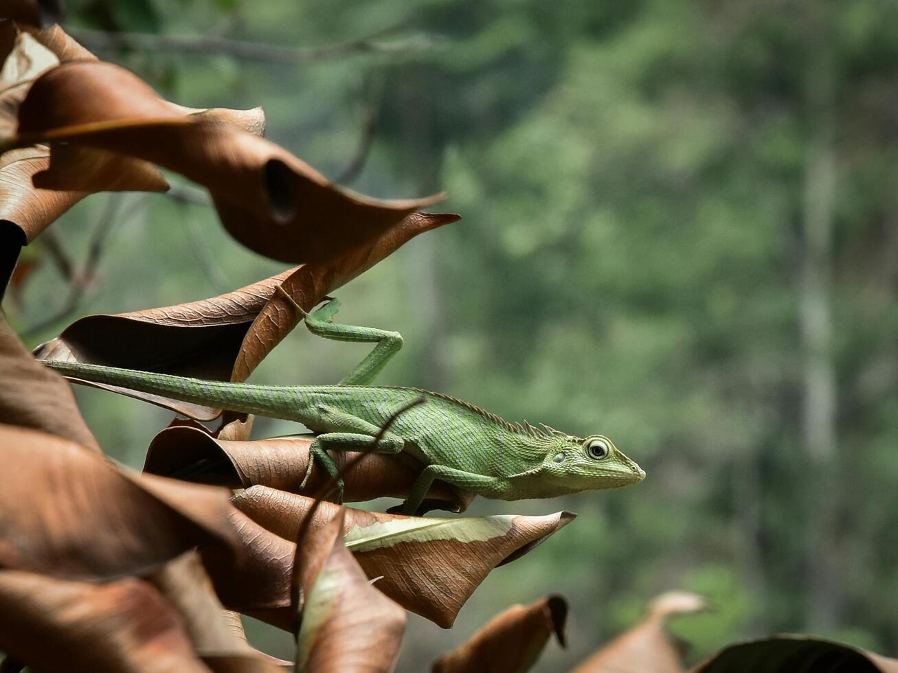 Chameleon Master of Disguise in Full Display photo