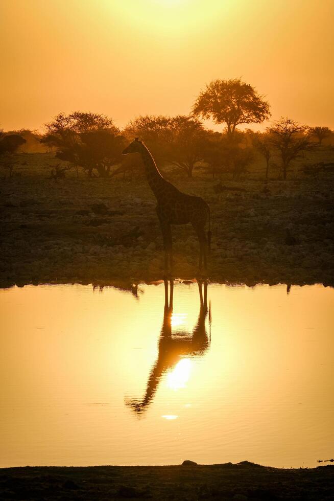 Giraffe Silhouette at Sunset photo