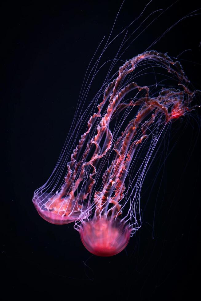 Graceful Dance of the Jellyfish photo