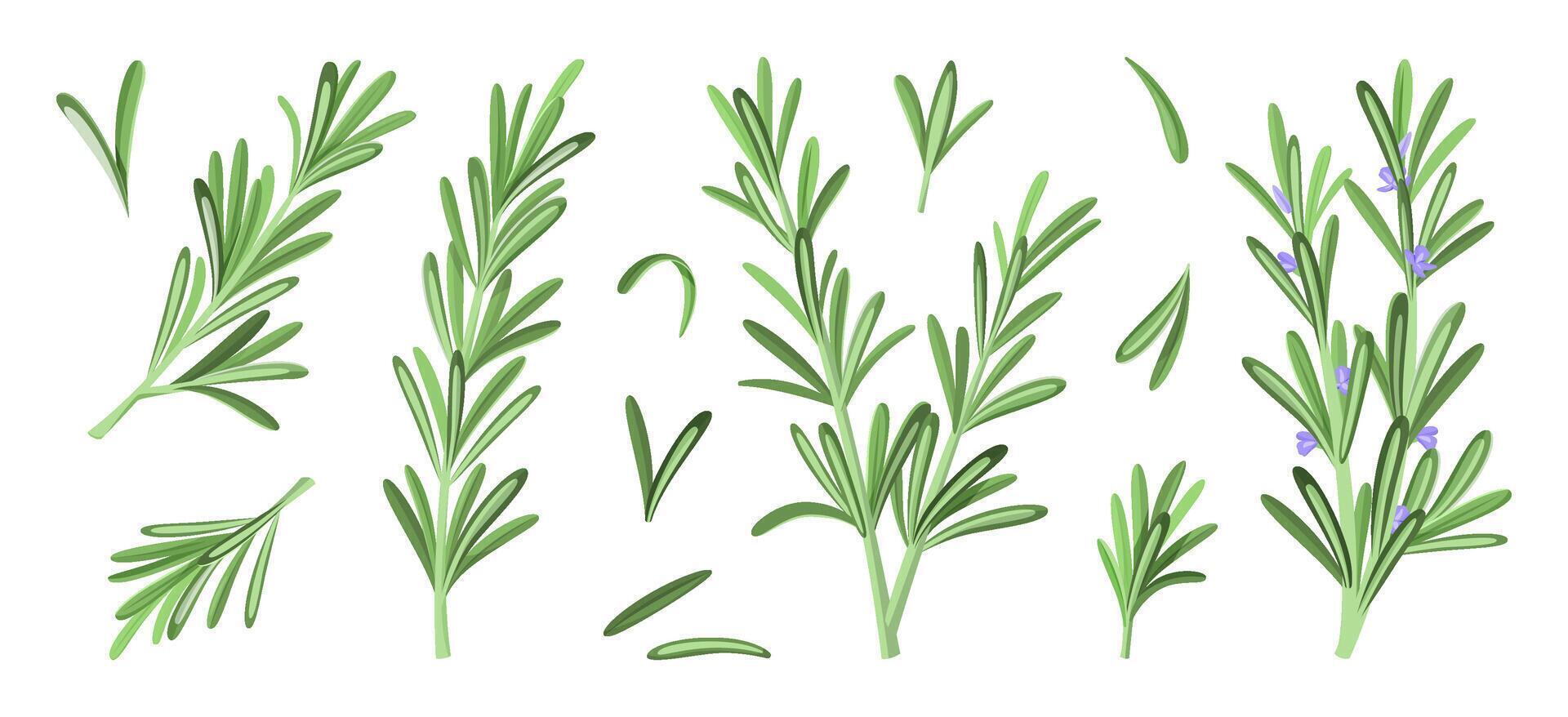 Set of Rosemary Herb with Green Leaves vector