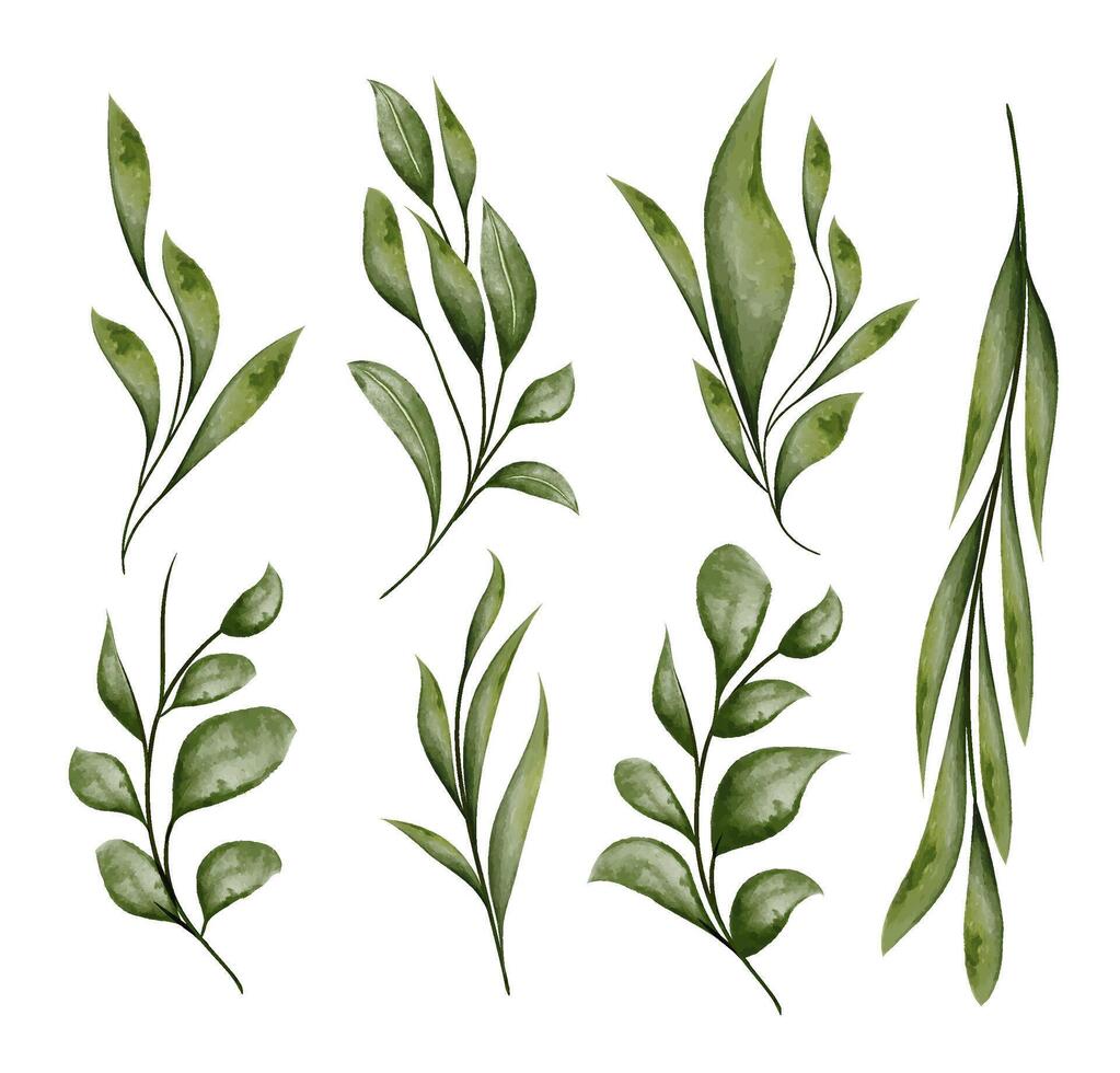 Watercolor Botanical Illustrations with green leaf branch, isolated on white background vector