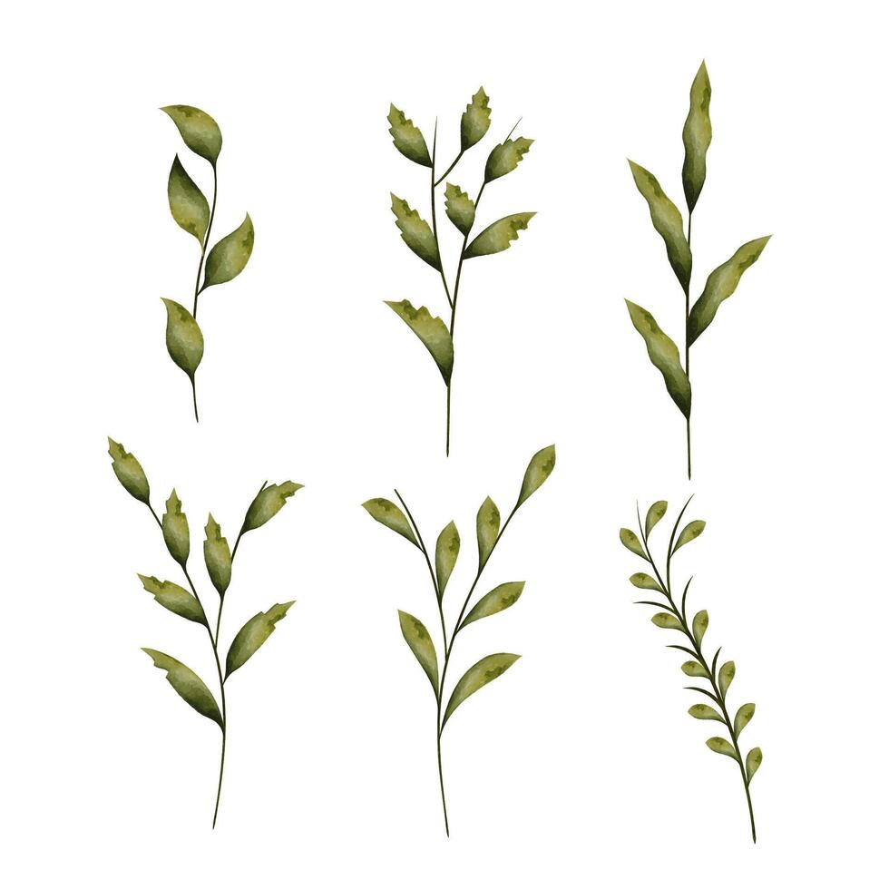 Botanical leaf branch set with green leaves, isolated on white background vector