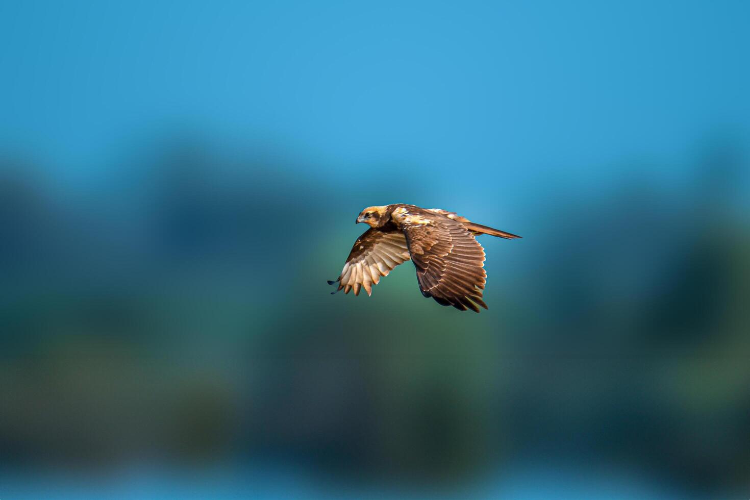 The western marsh harrier is a large harrier, a bird of prey from temperate and subtropical western Eurasia and adjacent Africa. It is also known as the Eurasian marsh harrier. photo