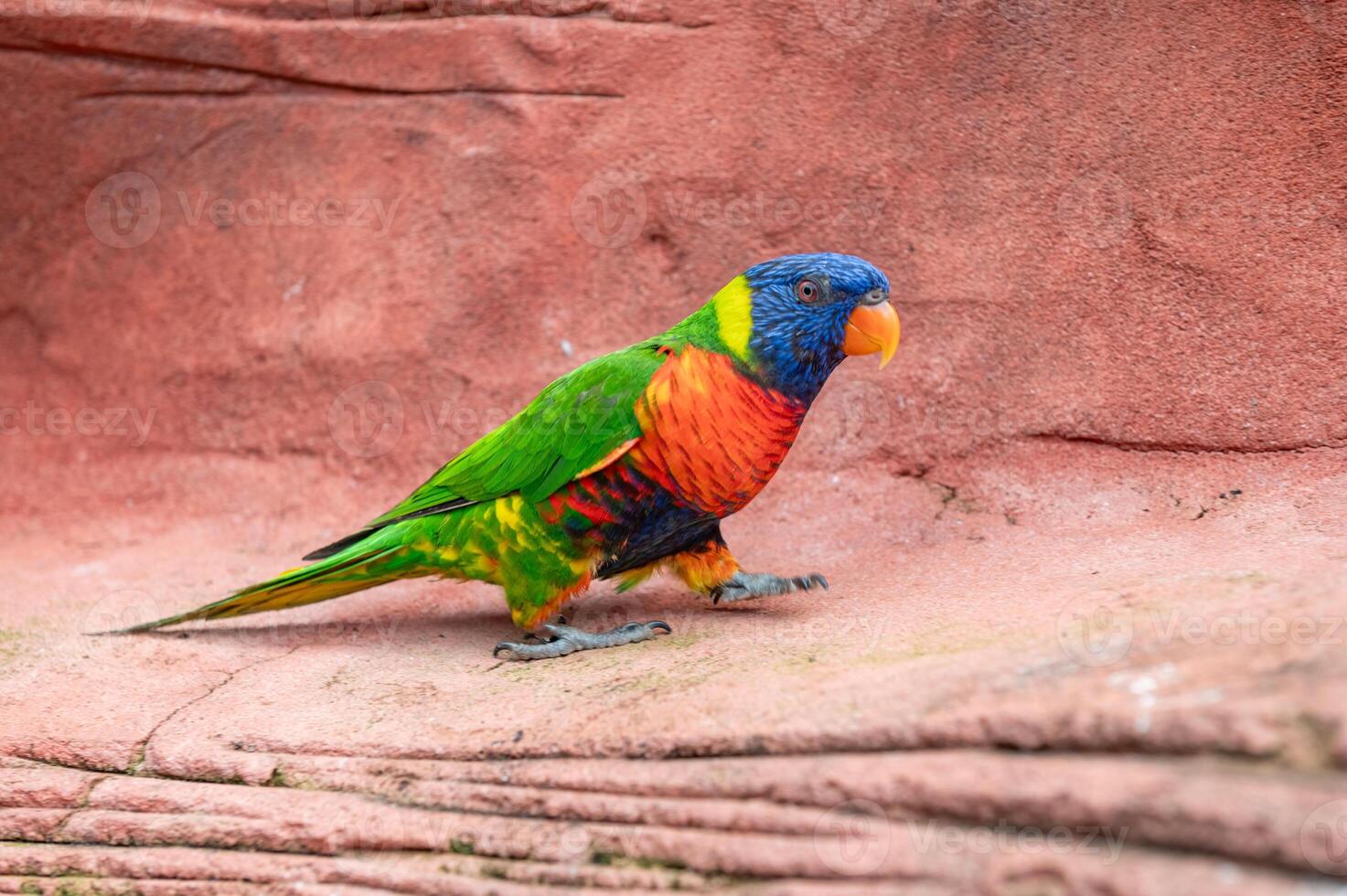 Colorful rainbow lorikeet perched on a rock with blurred green foliage in the background. photo
