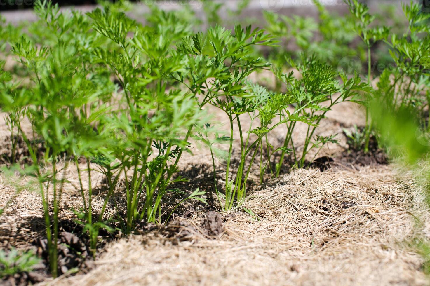 Organic Carrot Plants Growing in Mulched Garden Bed photo