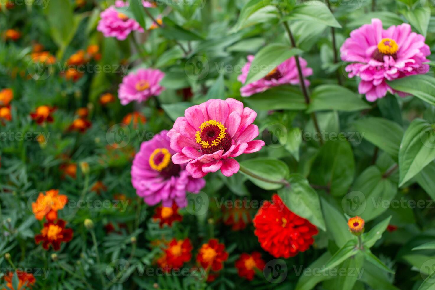 Vibrant Garden Blooms Pink Zinnias and Red Marigolds photo
