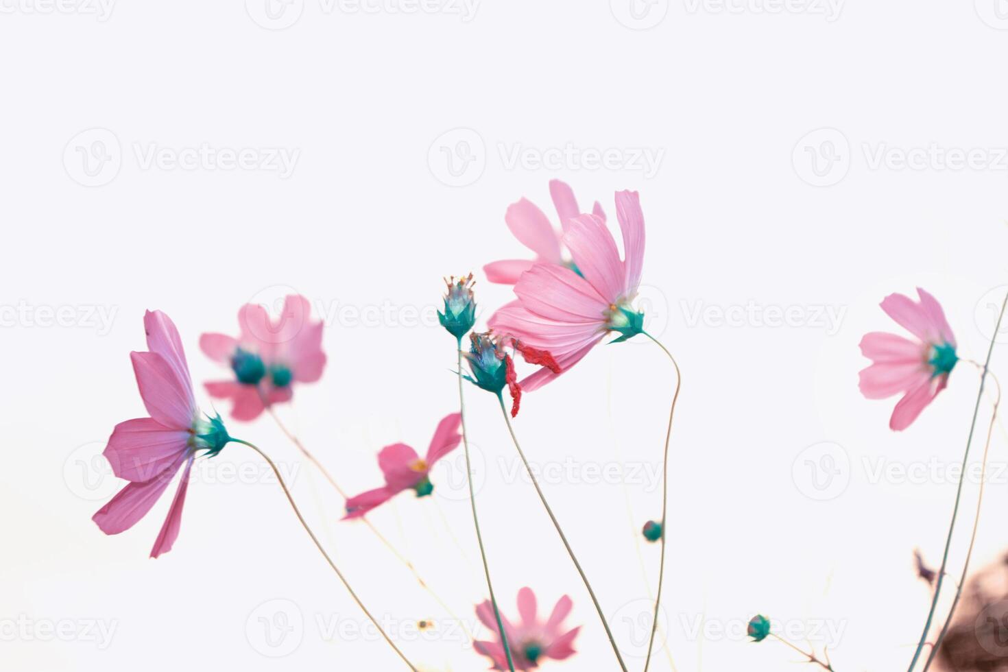 Colorful cosmos flowers on a background of summer landscape. photo