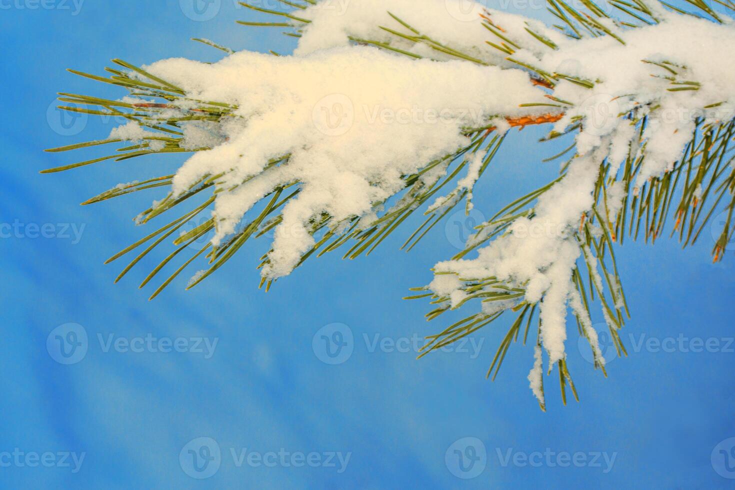 New Years Eve. Coniferous spruce branch. Frozen winter forest with snow covered trees. photo