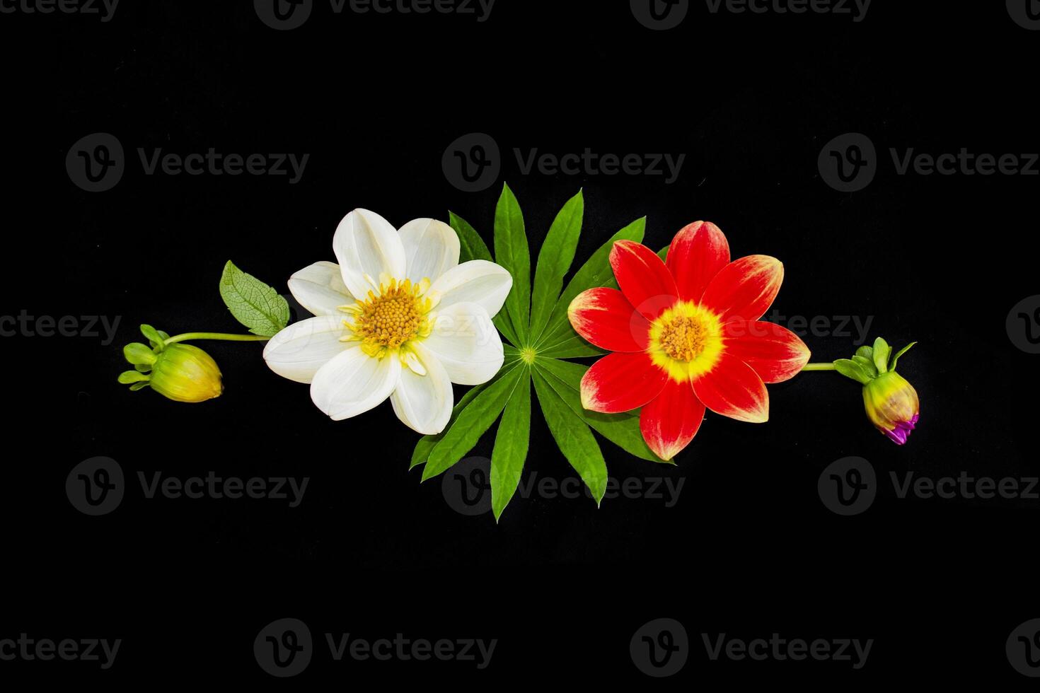 flower arrangement. summer flowers on black background. photo