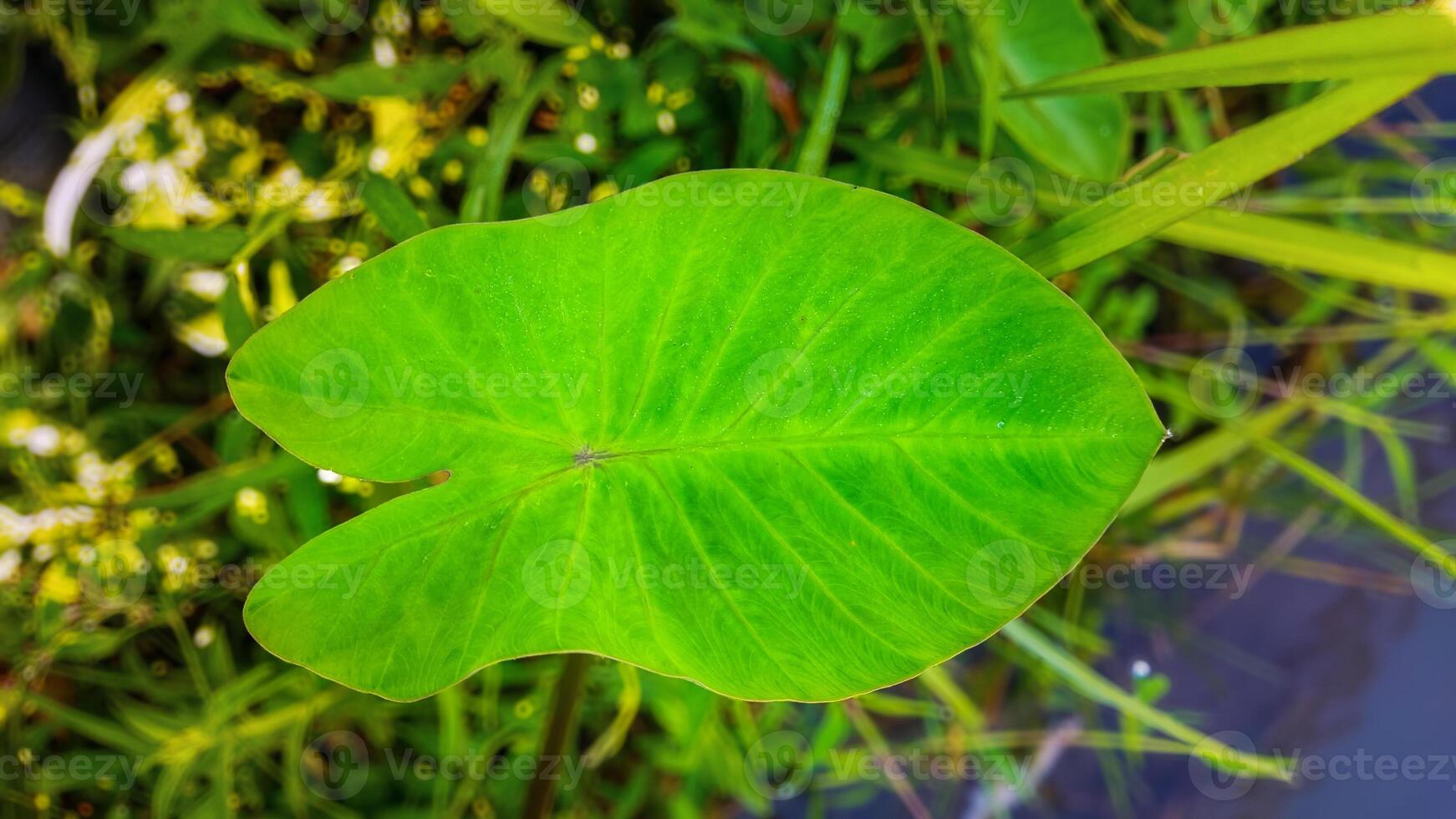 Beautifully Textured Green Taro Leaves in Natural Ligh photo